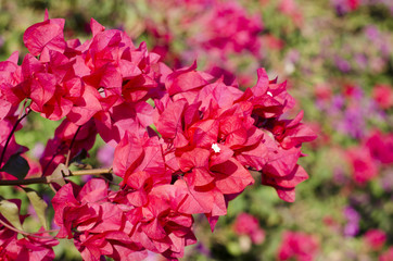 Beautiful bougainvillea blooming. Pink flowers. Branches closeup