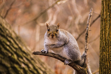 Naklejka na ściany i meble Squirrel in Central park