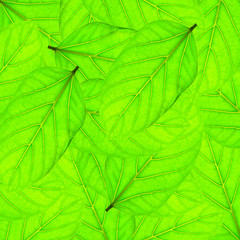 Naklejka na ściany i meble Natural natural background of green leaves