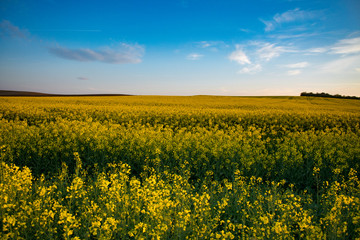 Obraz premium Rapeseed field at sunset. Beautiful landscape.