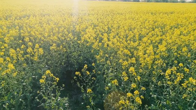 Flug mit Drohne &uuml;ber gelbes, bl&uuml;hendes Rapsfeld