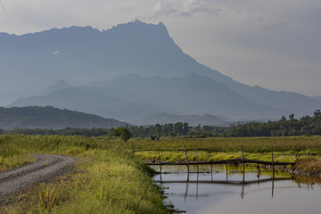 Fototapeta premium Irrigation canals of Kampung Sangkir Kota Belud, an old hut with Mount Kinabalu as background