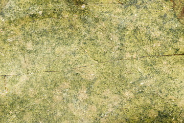 Texture moss lichen stone