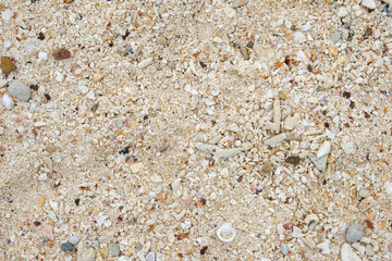Coral with shell on white beach
