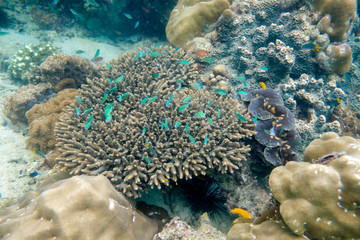 Fototapeta na wymiar School of fish swimming on coral