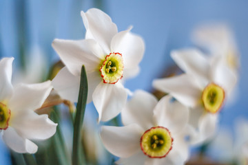 A close up shot of Beautiful White Narcissus bouquet with blue sky background with selective focus