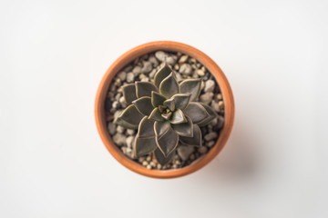 Business concept - Top view of cute succulent green plant on white background desk for mockup