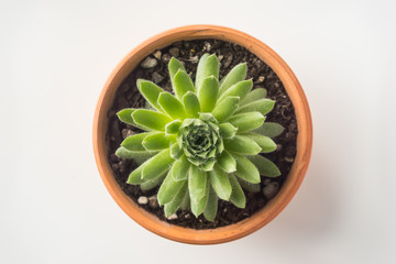 Business concept - Top view of cute succulent green plant on white background desk for mockup
