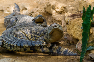 Crocodiles.