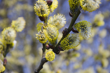 The bee collects a pollen from a blossoming willow at spring