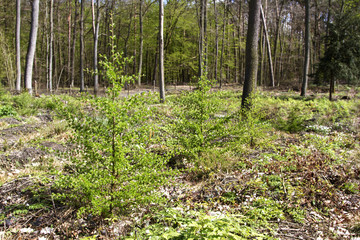 larch planted young trees in the forest.  young larch forest plantations