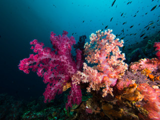 Fototapeta na wymiar Purple and red soft coral together