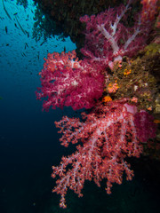 Fototapeta na wymiar Red and purple soft coral