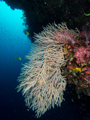 Naklejka na ściany i meble White gorgonian sea fan hanging over a coral reef wall