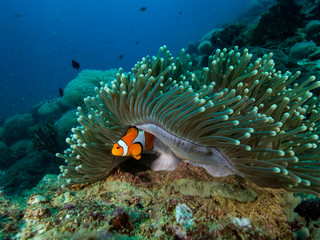 Clownfish hiding under the mantle of its anemomone