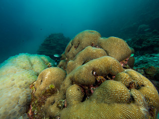 Naklejka premium Massive maze coral