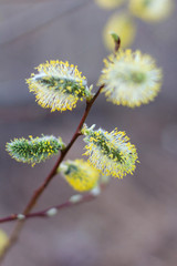 Spring flowering branches of willow
