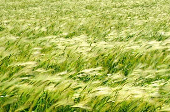 landscape of barley field
