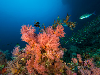 Fototapeta na wymiar Soft corals