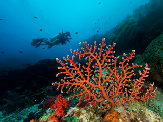 Fototapeta na wymiar Fan coral and a diver