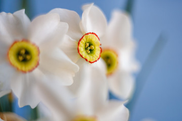 Abstract close up shot of Beautiful White Narcissus pistil and stamen with blue background with selective focus