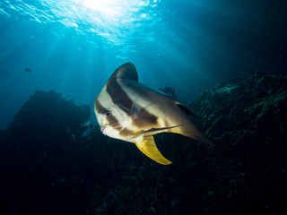 Fototapeta na wymiar Longfin batfish