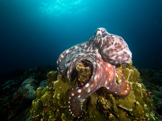 Octopus hunting in the shallows