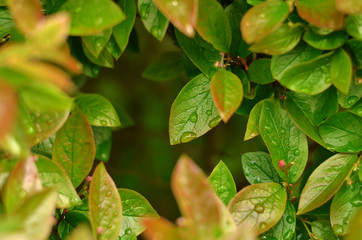 Green leaf texture. Raindrops on the foliage, fresh nature background
