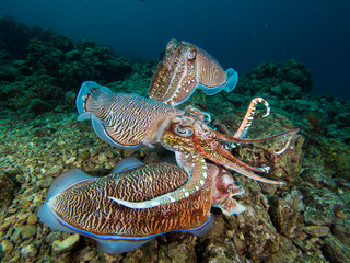 Two male cuttlefish competing over a female