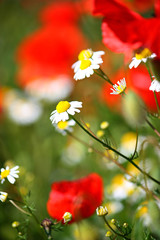 'papaveri di maggio'
