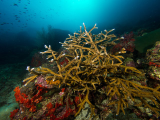 Naklejka na ściany i meble Staghorn coral