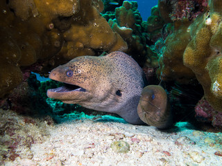 Moray eels