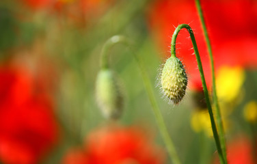 'papaveri di maggio'