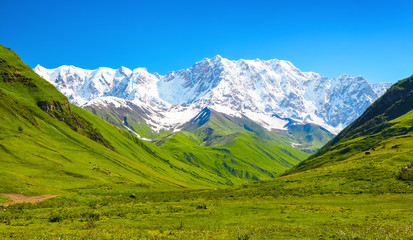 Fototapeta premium Fascinating lawn with yellow and white flowers.