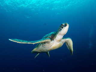 Green sea turtle
