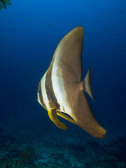Batfish