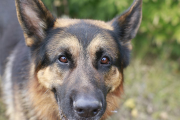 Brown attentive eyes of a dog