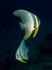 Batfish
