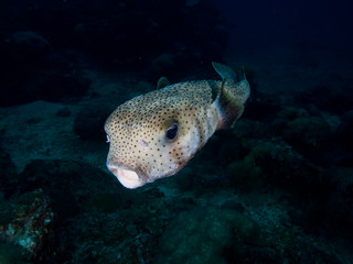 Porcupine fish © Magnus