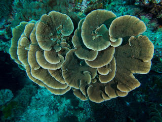 leaf plate montipora