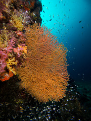 gorgonian seafan