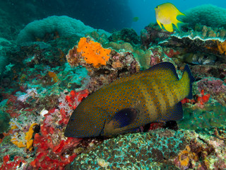 bluespotted grouper
