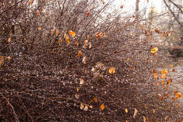 Obraz premium Branches of birch with earrings in raindrops on a background