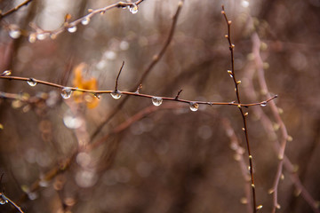 Branches of birch with earrings in raindrops on a background