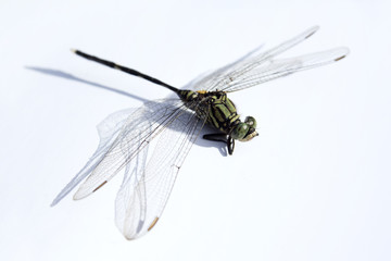 Dragonfly macro on white