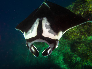 Manta ray