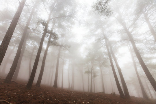 Fototapeta Fog in the forest