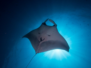 Sunburst Manta ray