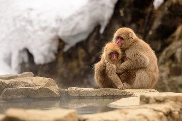 雪の中で温泉につかる猿たち