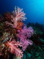 Obraz na płótnie Canvas Soft corals